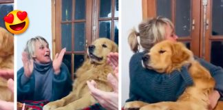 Reacción de perrito al escuchar su feliz cumpleaños