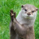 Foto: Nutria predice un resultado de futbol de Catar / Cortesía