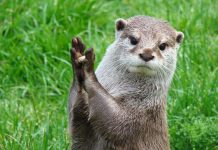 Foto: Nutria predice un resultado de futbol de Catar / Cortesía