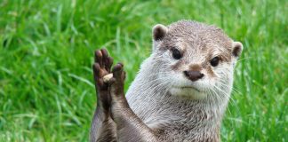 Foto: Nutria predice un resultado de futbol de Catar / Cortesía