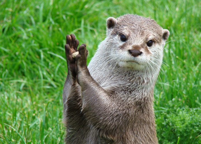 Foto: Nutria predice un resultado de futbol de Catar / Cortesía