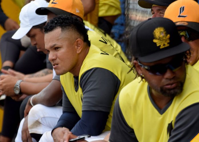 Leon león, leones, sandor, guido, profesional,