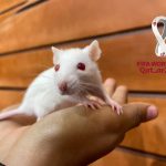 «Bertilda», la rata que hace predicciones del Mundial en Mañaneros TN8 Foto: Bertita, la rata mundialista de Mañaneros TN8