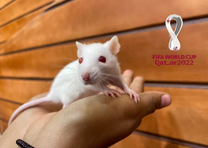 Foto: Bertita, la rata mundialista de Mañaneros TN8