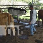 Feria bovina con el programa de inseminación artificial en Nandaime Feria bovina con el programa de inseminación artificial en Nandaime