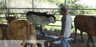 Feria bovina con el programa de inseminación artificial en Nandaime