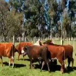 Potente rayo mata al menos 65 vacas en un corral de Argentina Potente rayo mata al menos 65 vacas en un corral de Argentina