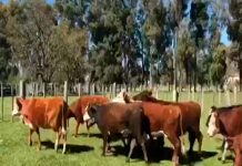 Potente rayo mata al menos 65 vacas en un corral de Argentina Potente rayo mata al menos 65 vacas en un corral de Argentina