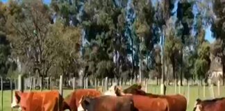 Potente rayo mata al menos 65 vacas en un corral de Argentina