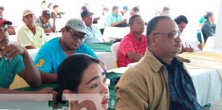 Foto: Presentan nuevas variedades de arroz con el INTA Nicaragua / TN8