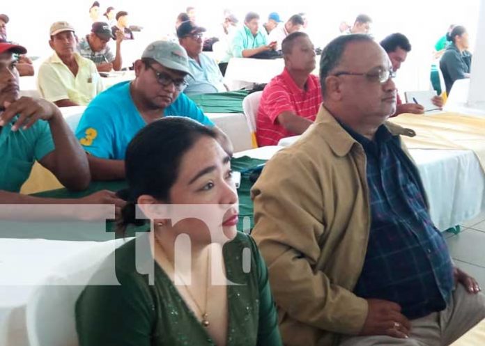 arroz-2 Foto: Presentan nuevas variedades de arroz con el INTA Nicaragua / TN8