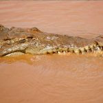 Niño nicaragüense es arrastrado por un cocodrilo en un río de Costa Rica
