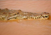 Niño nicaragüense es arrastrado por un cocodrilo en un río de Costa Rica Niño nicaragüense es arrastrado por un cocodrilo en un río de Costa Rica