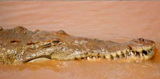 Niño nicaragüense es arrastrado por un cocodrilo en un río de Costa Rica