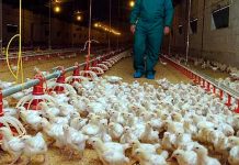 Alerta sanitaria en España tras detectar dos casos de gripe aviar en humanos Alerta sanitaria en España tras detectar dos casos de gripe aviar en humanos