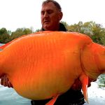 Afortunado pescador en Reino Unido atrapa el pez dorado más grande del mundo Afortunado pescador en Reino Unido atrapa el pez dorado más grande del mundo