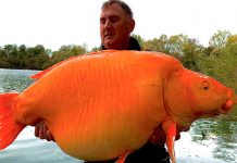 Afortunado pescador en Reino Unido atrapa el pez dorado más grande del mundo Afortunado pescador en Reino Unido atrapa el pez dorado más grande del mundo