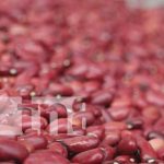 Se espera buena cosecha de frijoles con la postrera en Nicaragua Producción de frijoles positiva para la postrera