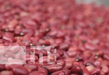 Investigación agropecuaria del INTA, clave para la economía de Nicaragua Producción de frijoles positiva para la postrera