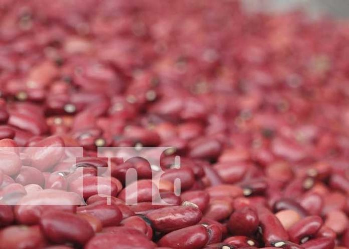 Producción de frijoles positiva para la postrera