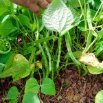 INTA presenta una nueva variedad de frijol rojo en Carazo INTA presenta una nueva variedad de frijol rojo en Carazo