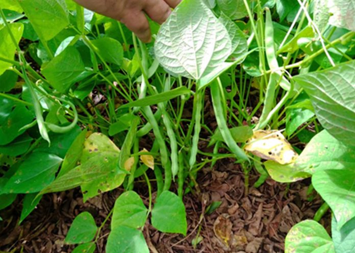 INTA presenta una nueva variedad de frijol rojo en Carazo