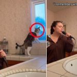 Así fue el gran susto de un gato al oír cantar a su dueña