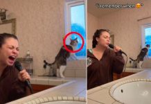 ¿Qué carajos es eso? Gato se espanta al escuchar cantar a su dueña Así fue el gran susto de un gato al oír cantar a su dueña