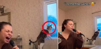 Así fue el gran susto de un gato al oír cantar a su dueña