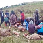 Misteriosa muerte de 24 ovejas desata temor en una comunidad de Guatemala Misteriosa muerte de 24 ovejas desata temor en una comunidad de Guatemala