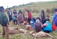 Misteriosa muerte de 24 ovejas desata temor en una comunidad de Guatemala Misteriosa muerte de 24 ovejas desata temor en una comunidad de Guatemala