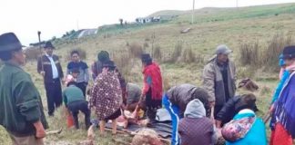 Misteriosa muerte de 24 ovejas desata temor en una comunidad de Guatemala