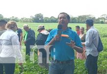 Presentan a productores nueva variedad de frijol INTA Rojo J.M Foto: Presentación de nueva variedad de frijol con el INTA en Carazo / TN8