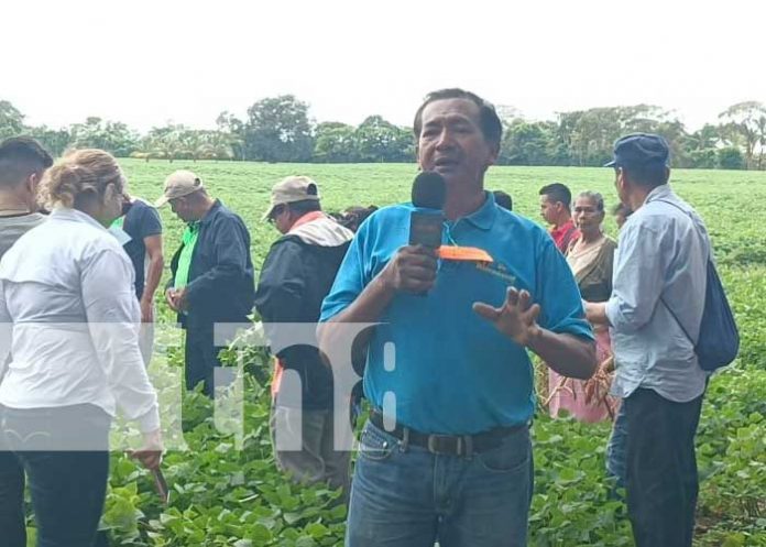 Foto: Presentación de nueva variedad de frijol con el INTA en Carazo / TN8