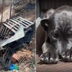 ¿Sin alma? Mujer «quemó vivo al perro» de su ex porque terminó la relación Quemó vivo al perro de su exnovio porque la dejó