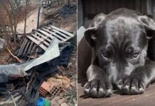 Quemó vivo al perro de su exnovio porque la dejó