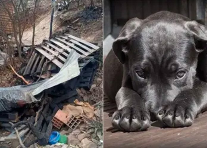 Quemó vivo al perro de su exnovio porque la dejó