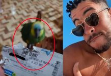 Loro bandido hizo de las suyas: Rompió boleto para concierto de Bad Bunny Loro despedaza boleto para el concierto de Bad Bunny