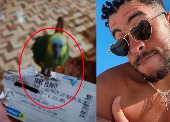 Loro despedaza boleto para el concierto de Bad Bunny