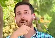 «Chingado» loro le quitó el auricular a periodista en plena transmisión En transmisión un loro se acercó y le robó un auricular