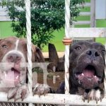 ¡Otra vez los Pitbull! Mujer entre la vida y la muerte tras ataque en Masaya Ataque de Pitbull vuelve a causar temor en Masaya