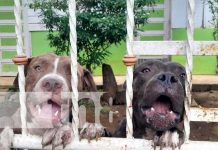 ¡Otra vez los Pitbull! Mujer entre la vida y la muerte tras ataque en Masaya Ataque de Pitbull vuelve a causar temor en Masaya