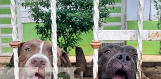 Ataque de Pitbull vuelve a causar temor en Masaya