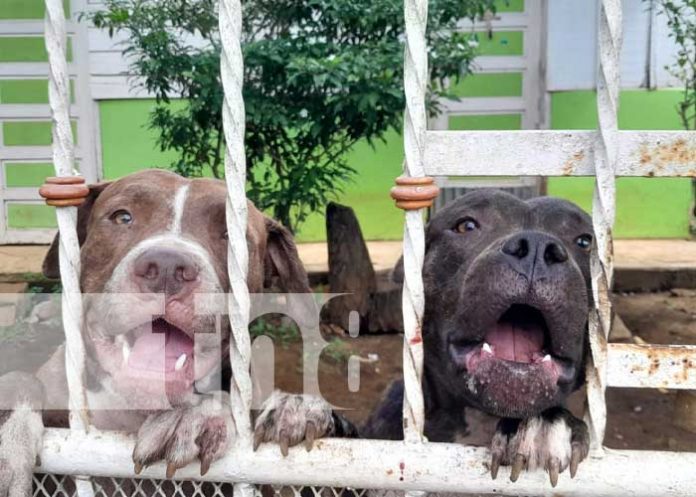 Ataque de Pitbull vuelve a causar temor en Masaya