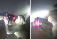 Video: Mono de India aparte de ser ladrón es «alcohólico» Un mono ‘alcohólico’ causa sensación en la India