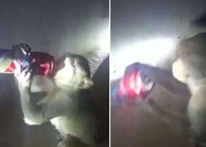 Un mono ‘alcohólico’ causa sensación en la India