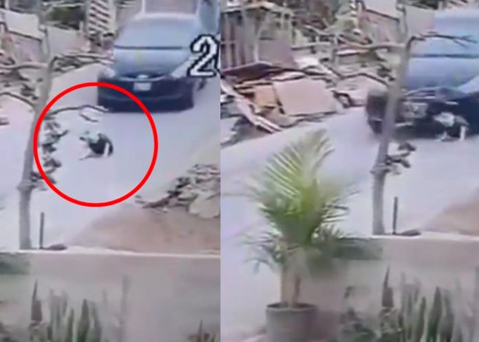 Taxista atropella a perro que estaba acostado en Perú