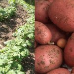INTA realiza investigaciones en 6 nuevas variedades de papa roja y blanca INTA realiza investigaciones en 6 nuevas variedades de papa roja y blanca