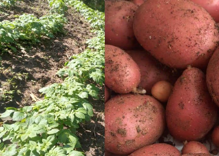 INTA realiza investigaciones en 6 nuevas variedades de papa roja y blanca