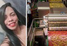 Joven de 24 muere al caer en una máquina trituradora de papas en Brasil Falleció al caer en una trituradora de papas en Brasil
